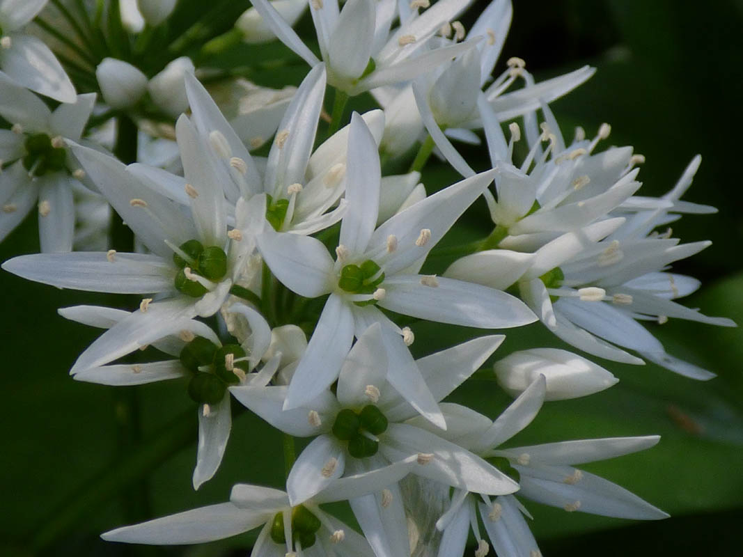 Allium ursinum